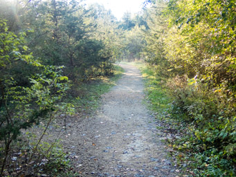 Trail through Horseshoe Bluff