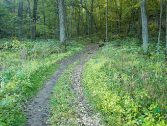 Flagging leading into the woods