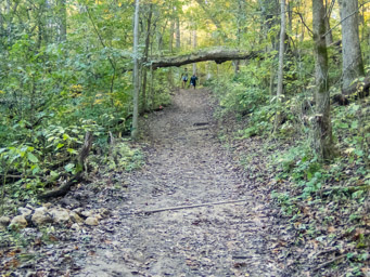 Deceptive tree, scary in the dark