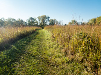 Grassy trails
