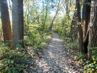 Nice trails through the woods