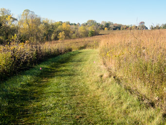 Grassy trails