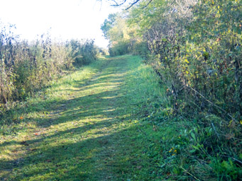 Grassy trails