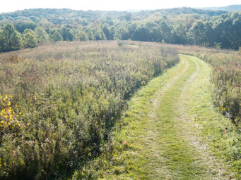 Grassy trails down to a streambed