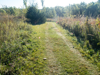 Grassy trails