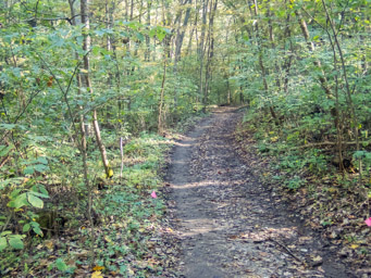 Broad easy tail in the woods