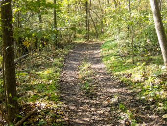 Broad easy tail in the woods