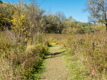 Grassy trail