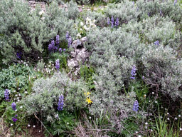 Beautiful desert wildflowers and sage.
