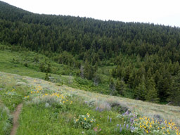 Down the trail goes, into the spruce.