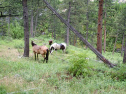 Horses at Cathedral Rock.