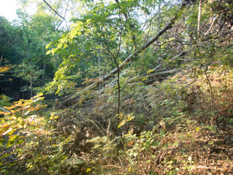 Two big trees down on the trail.