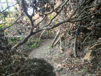 Great clearing job by Steve S. and crew.