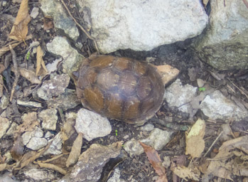 Box Turtle.