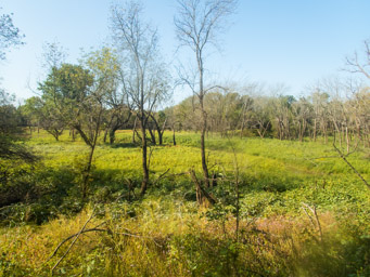 Lush creek drainage into the river.