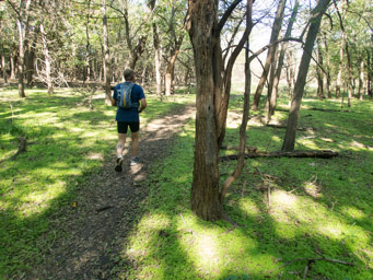 Ground covered in chickweed.