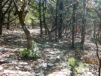 Not much undergrowth. Dry year.