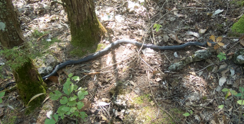 Black Snake on the trail.