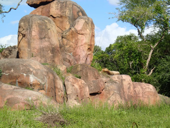Lion visible on the Safari