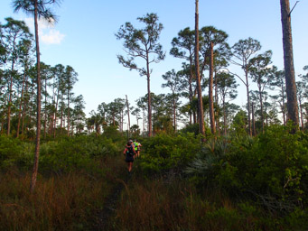 Running through the scrub and pines