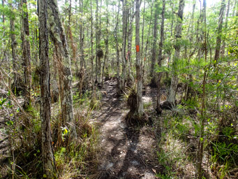 The Lake to Ocean Trail, marked with orange blazes.
