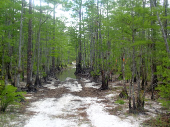Road through the pines and cypress