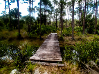Bridge over the canal