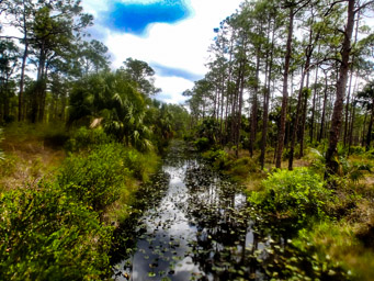 Canal without alligators