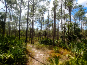 Trail through the pines