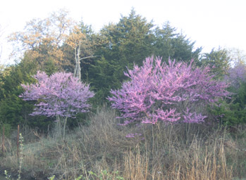 Redbuds