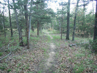 New trail, out on the peninsula