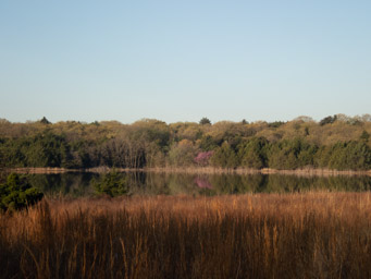 Redbud, visible on the far shore