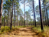 Nice pines in the first two miles of the small loop.