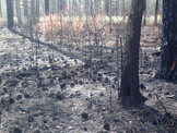 A big burn. Don't if this was controlled as there were a lot of dead pine. The last four miles of the race were in the burn.