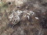 Bones on the trail.
