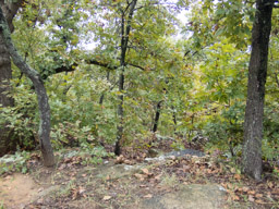 Looking into the woods from our campsite. The hillside drops away.