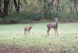 Another doe and fawn closer to the Trailhead.