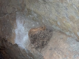 Bird's nest, now unoccupied, in the cliff overhand.